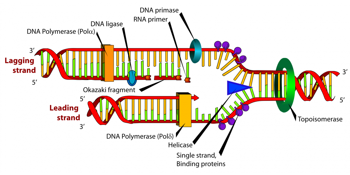 diagram-41531.png