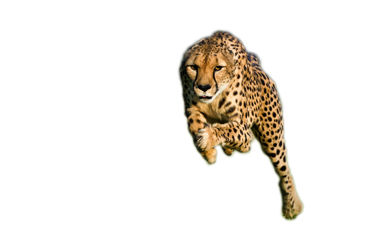 cheetah-01.png