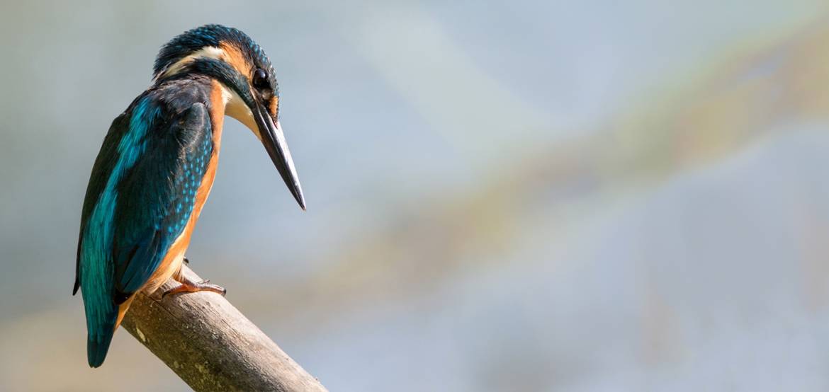 Kingfisher.jpg